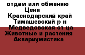 отдам или обменяю  › Цена ­ 100 - Краснодарский край, Тимашевский р-н, Медведовская ст-ца Животные и растения » Аквариумистика   